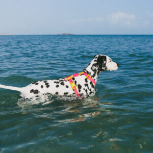 ZEEDOG - NEOPRO LYRA H-HARNESS - Imagen 7