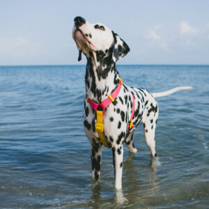 ZEEDOG - NEOPRO LYRA H-HARNESS - Imagen 4