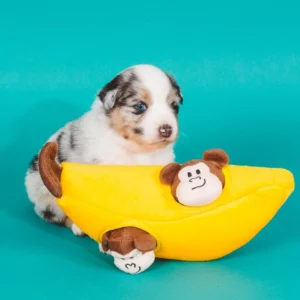 X_rocke-ranch-fall-puppies-zp-toys-39889