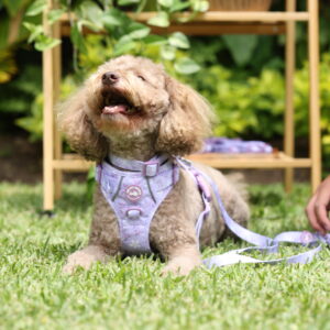 COLLAR LILA - PET SOCIETY - Imagen 5