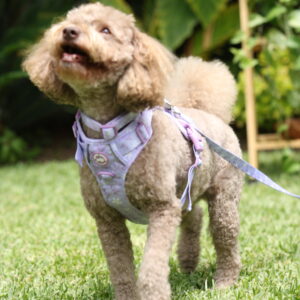 ARNES LILA - PET SOCIETY - Imagen 3