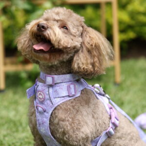 ARNES LILA - PET SOCIETY - Imagen 4