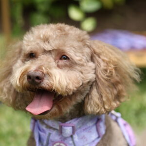 ARNES LILA - PET SOCIETY - Imagen 5