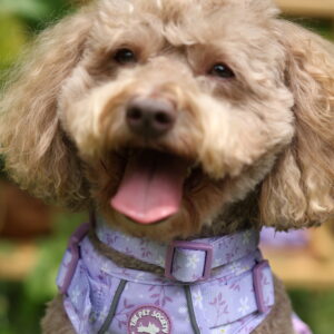 COLLAR LILA - PET SOCIETY - Imagen 4