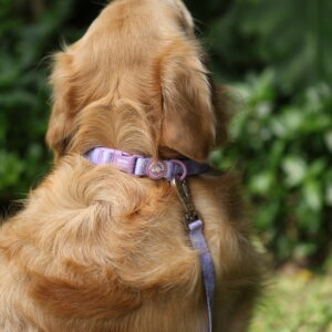 COLLAR LILA - PET SOCIETY - Imagen 6