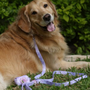 CORREA LILA - PET SOCIETY - Imagen 5