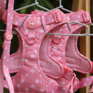 ARNES  ROSA - PET SOCIETY - Imagen 5