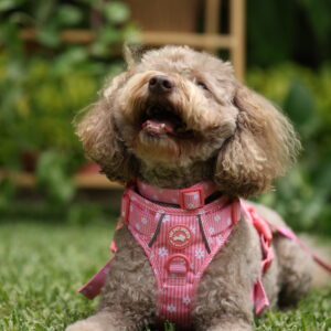 COLLAR ROSA - PET SOCIETY - Imagen 5