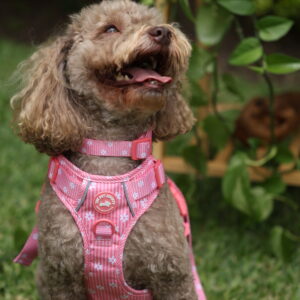 COLLAR ROSA - PET SOCIETY - Imagen 6