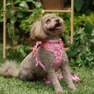 ARNES  ROSA - PET SOCIETY - Imagen 7