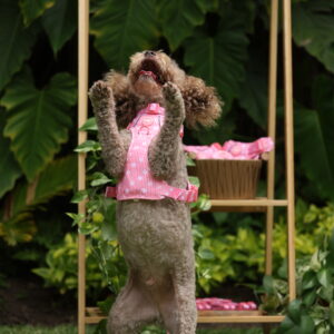 ARNES  ROSA - PET SOCIETY - Imagen 4