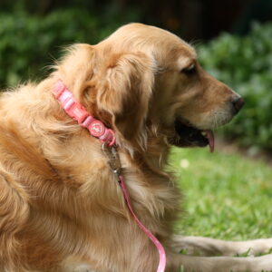 CORREA ROSA - PET SOCIETY - Imagen 4