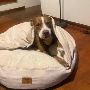 CAMA CANGURO BEIGE