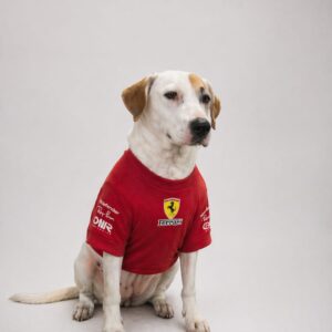 POLO FERRARI - Imagen 3